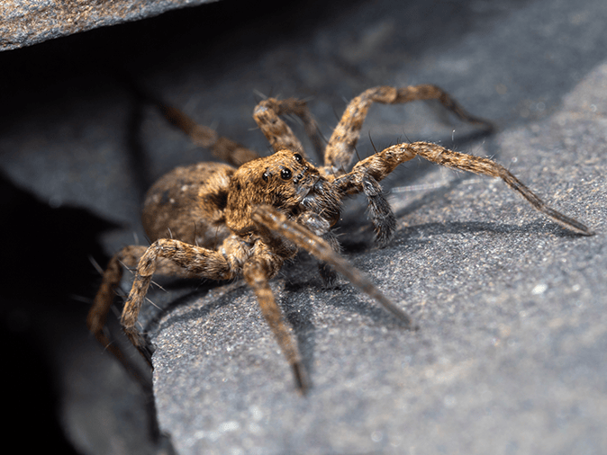 wolf spider crawling outside tucson az
