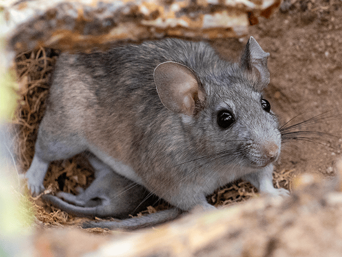 wood rat outside of tucson az home