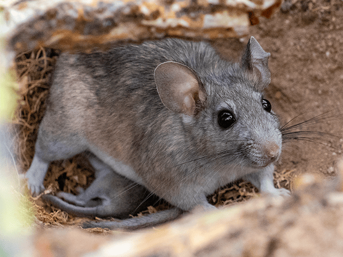 rat living under arizona homes porch