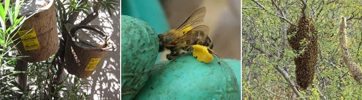 bee infestations around multiple properties in tucson and phoenix az