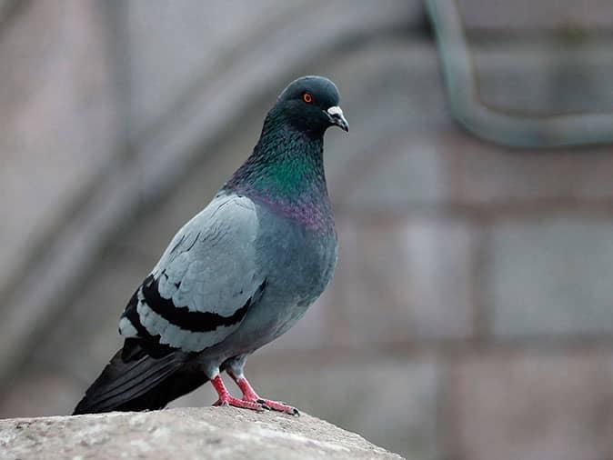 a pest pigeon resting on a building in tucson az