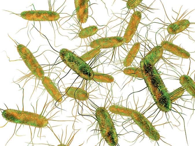 Learn More About The Diseases Associated With Pest Birds In AZ salmonella under a microscope