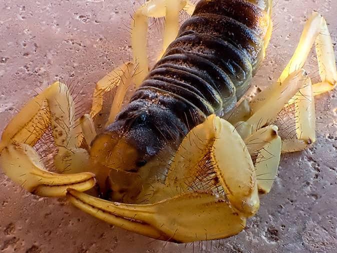 desert hairy scorpion vs bark scorpion