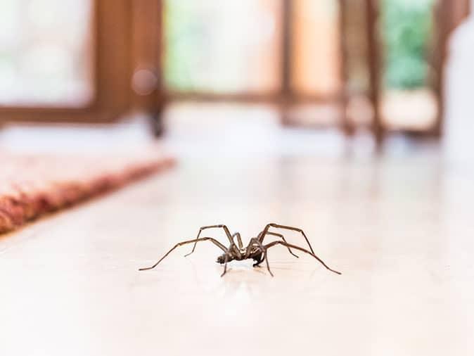 spider crawling into phoenix home through open door