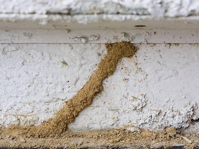 a termite mud tube on the outside of a phoenix home