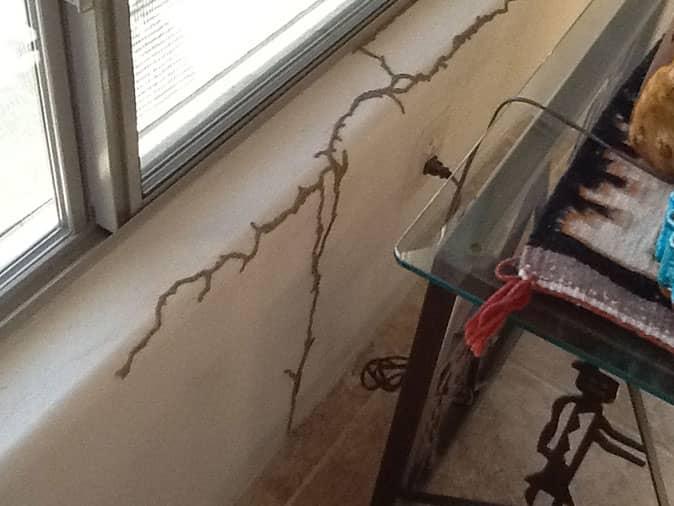 termite mud tubes inside arizona home indicate active termite population