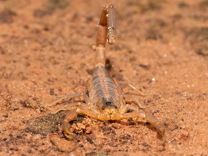 scorpion outside a tucson az home