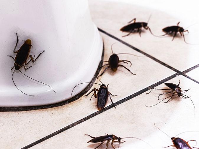 How To Get Rid Of Cockroaches In Your Bathroom Cockroach Control