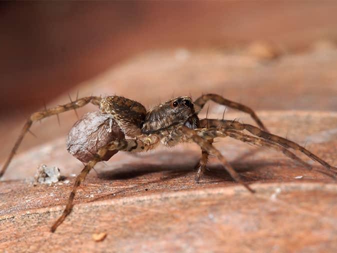 House Spiders Brown