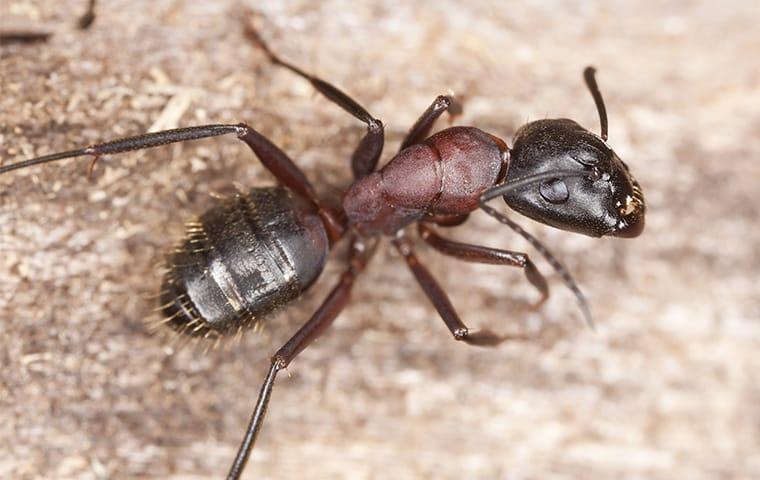 Ants Can Cause Damage To Your Home Or Business a carpenter ant crawling on wood in indianapolis indiana