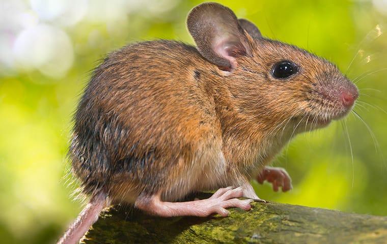 Rodents Transmit Diseases & Cause Property Damage a field mouse sits in a yard in indianapolis indiana