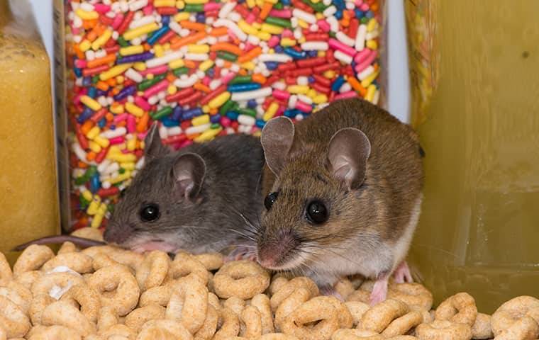 mice in a pile of cereal