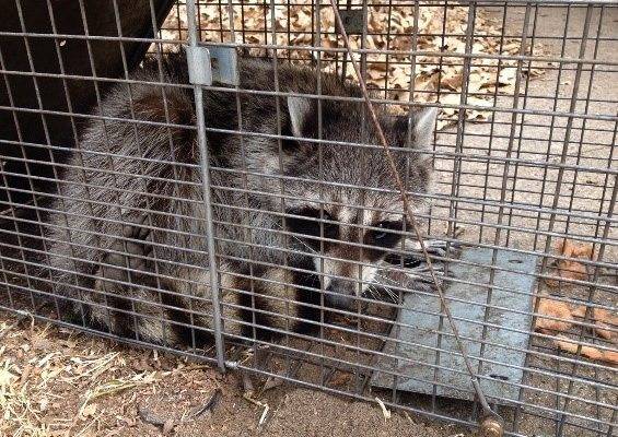 raccoon in a trap