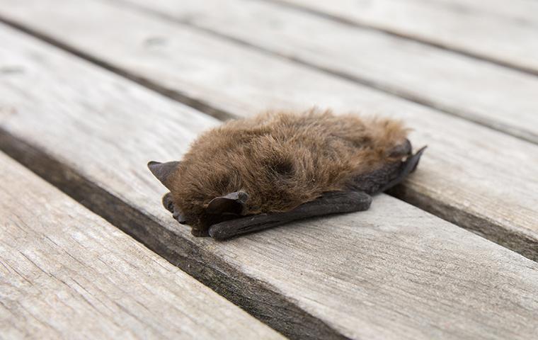 Choosing the right company to get rid of bats