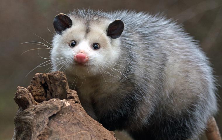 an opossum on wood in dallas texas