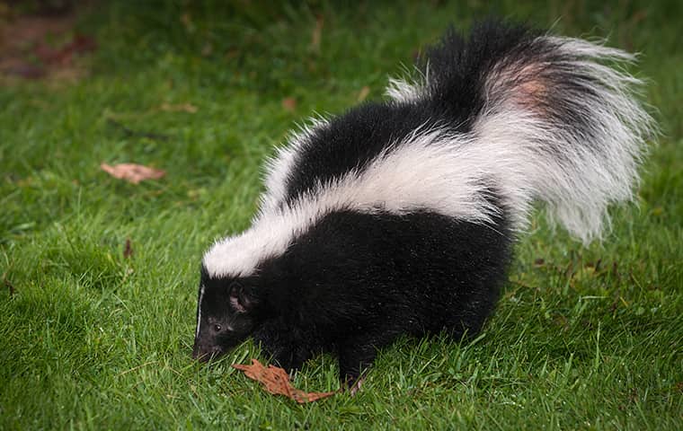 skunk in the grass in dallas texas