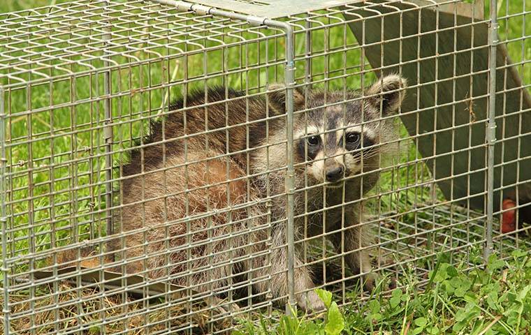 raccoon in live trap cage