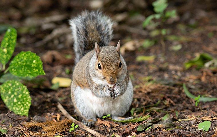 Squirrel Removal in Texas: Dallas-Fort Worth