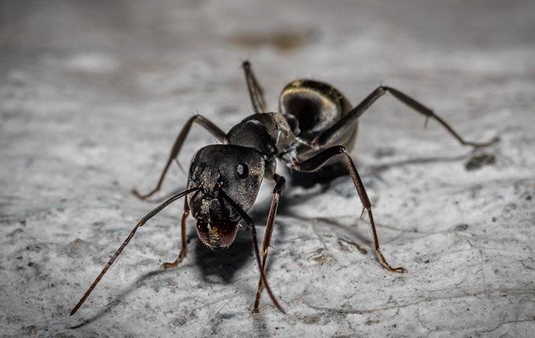 a carpenter ant on a rock at night