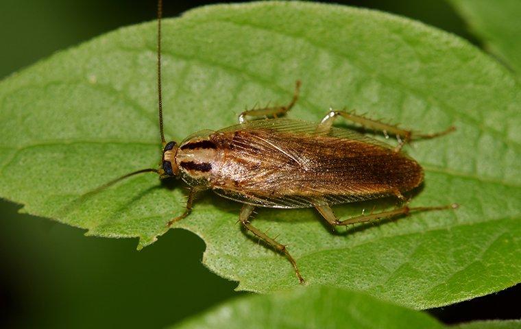 a german cockroach on a leaf