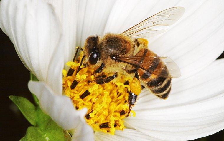 an africanized honey bee on a white flower