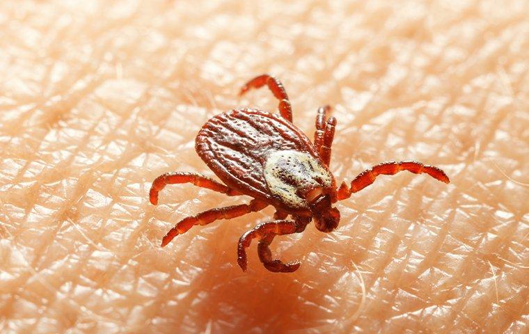 tick on skin