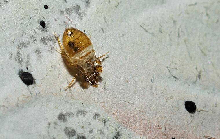bed bug playing dead on white surface