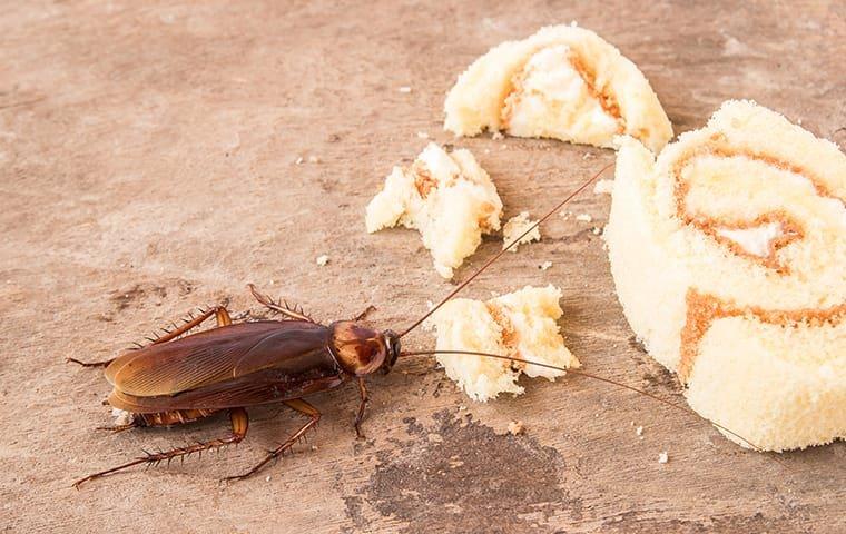 cockroach eating food that dropped