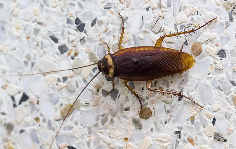 a cockroach on a bathroom wall