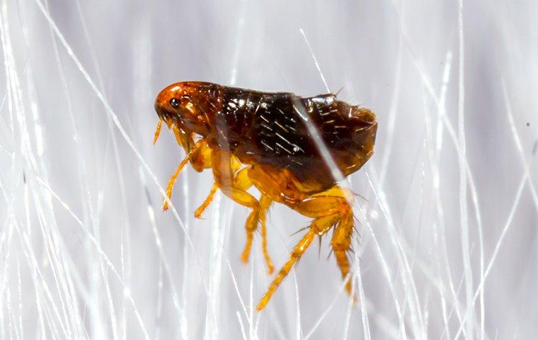 a flea jumping in pet hair