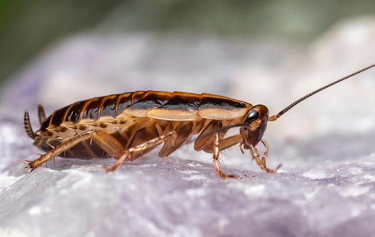 a german cockroach crawling on a white rock