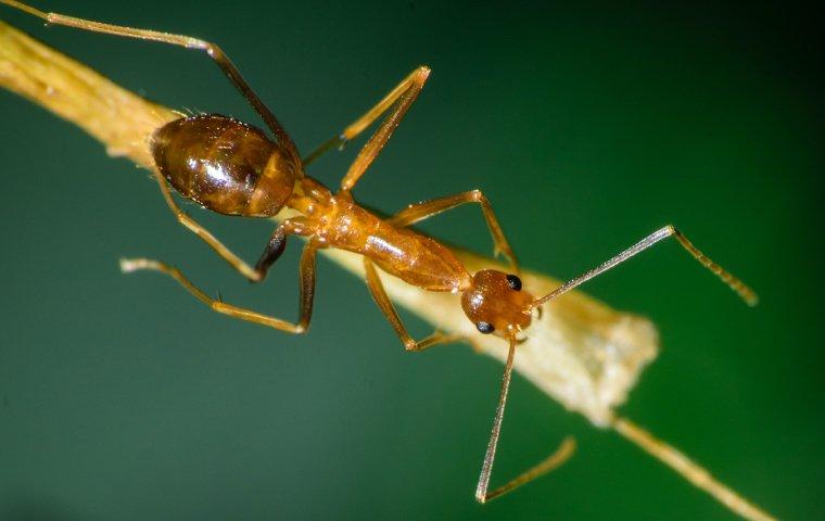 pharaoh ant on a stick