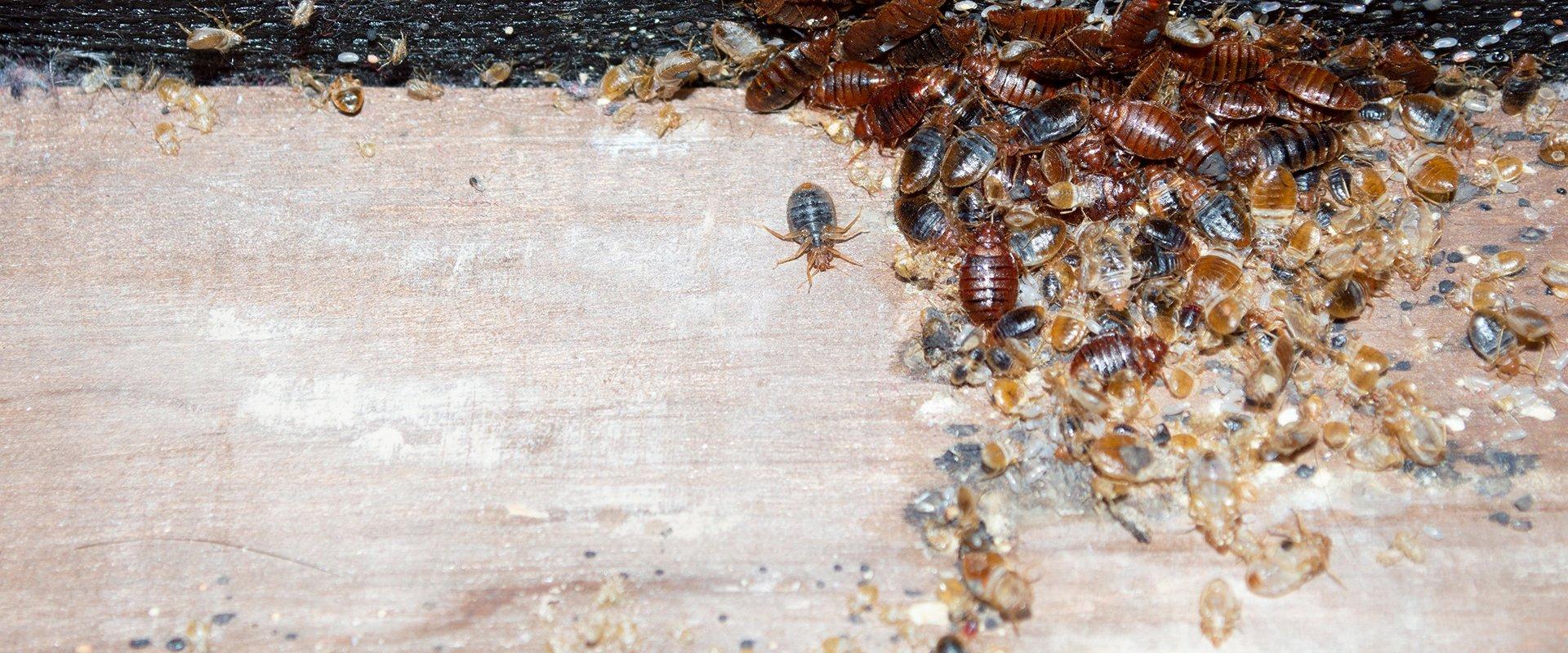 bed bugs on a box spring