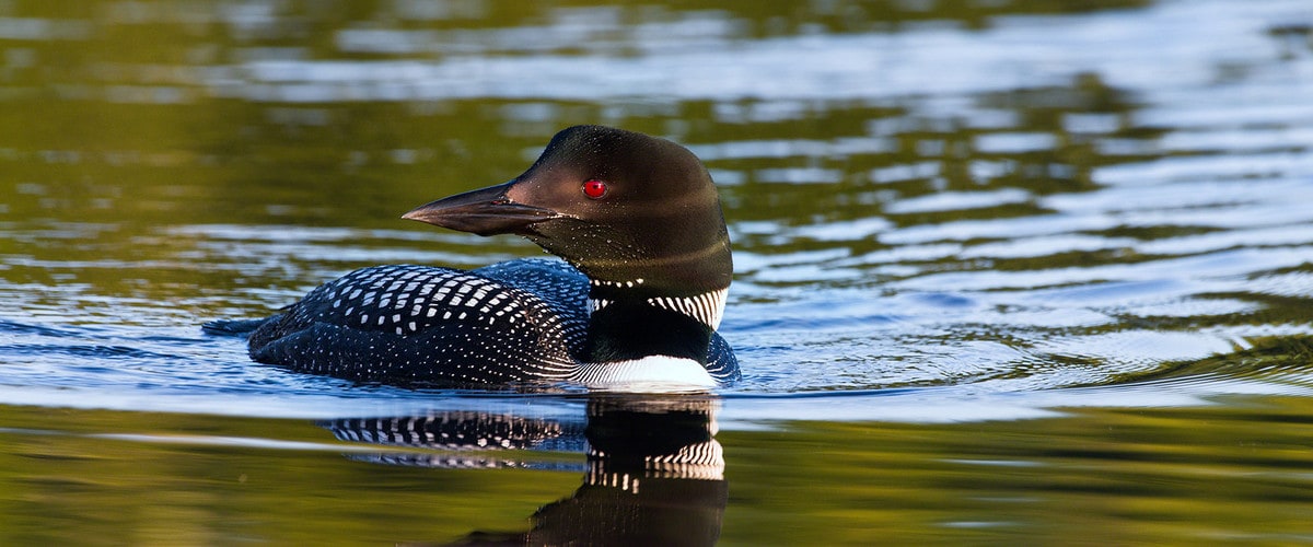 Loon