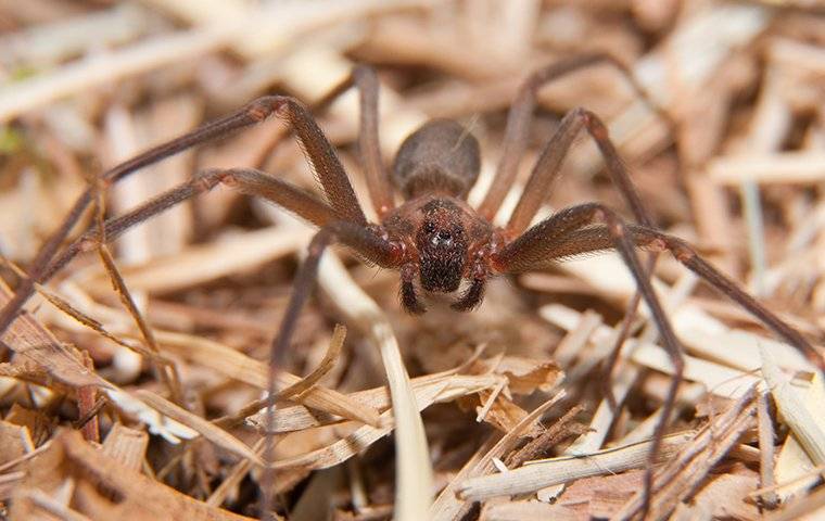 a brown recluse spider crawling in grass and wood