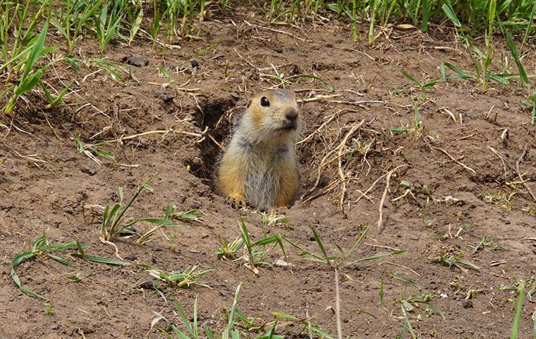 a gopher inside a hold in the ground