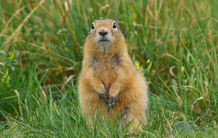 a gopher looking for food