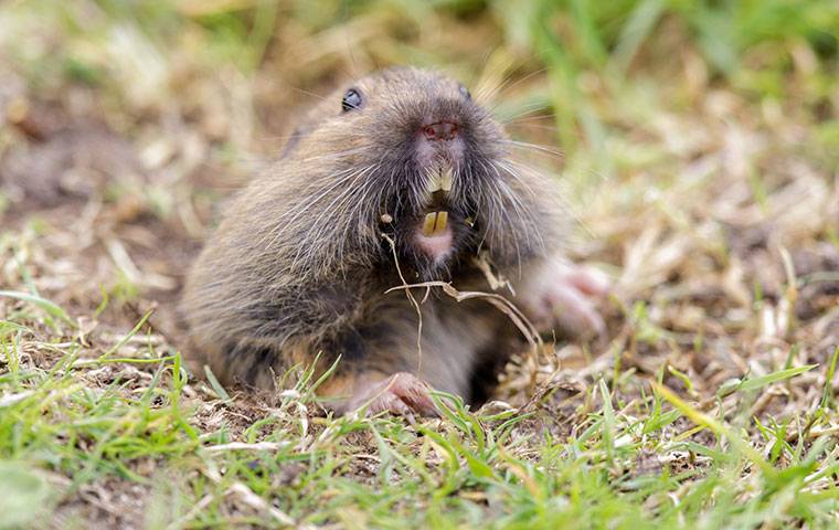 gopher with yellow teeth