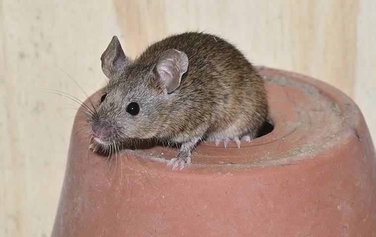 house mouse crawling on plant pot in shed