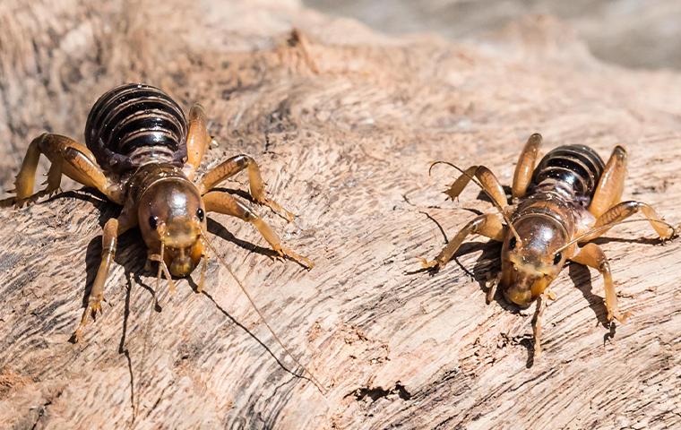 jerusalem crickets on a rock