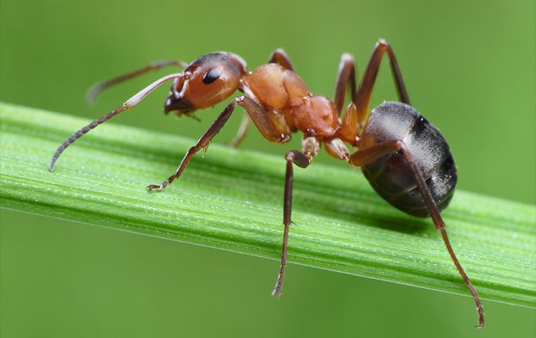 an ant on a blade of grass in upland california
