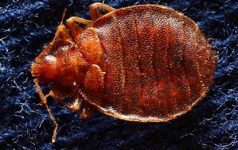 close up of a bedbug in upland california
