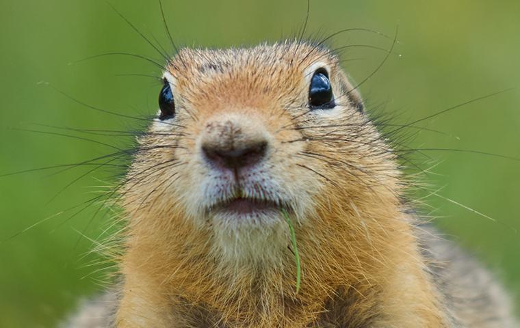 close up of a gopher in upland california