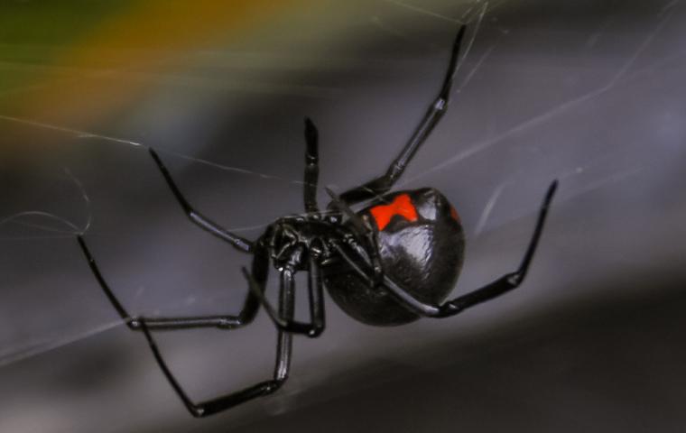 a black widow spider in its web in upland california