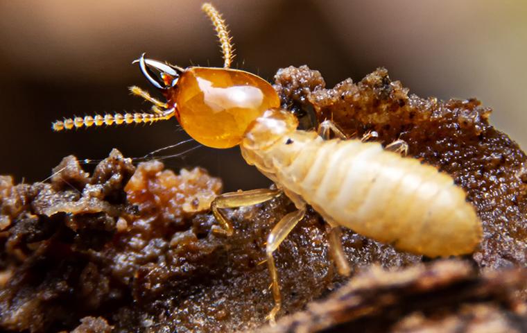 close up of a termite in upland california