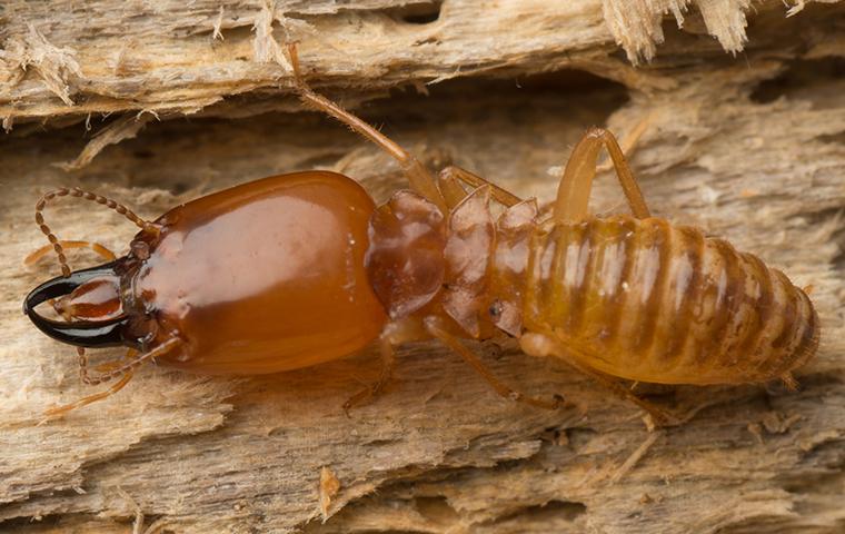close up of a termite in upland california