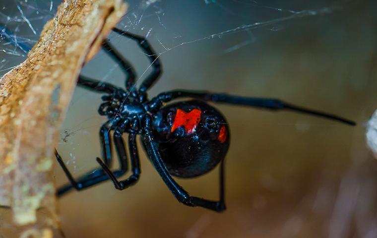 black widow spider in upland california
