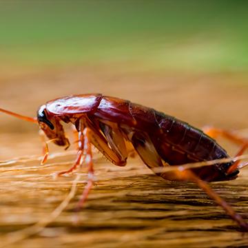 cockroach on broom