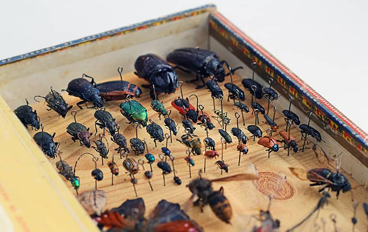 an insect display case in oregon