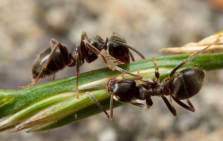 close up of two ants crawling on a plant outside of an oregon home